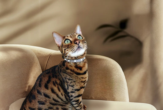 瀝青色和白色鉚釘項圈 | 時尚真皮貓項圈