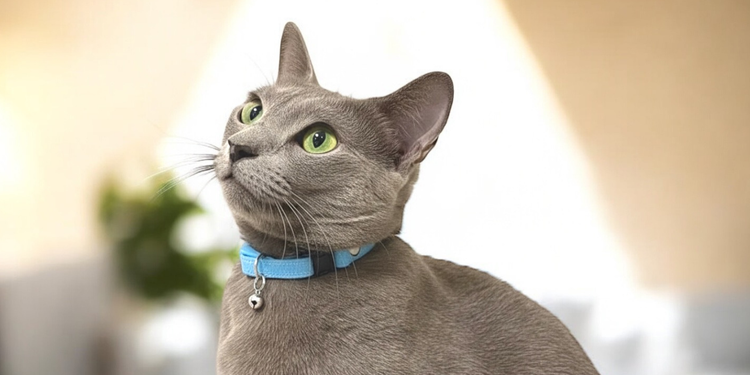 スタンダード猫首輪