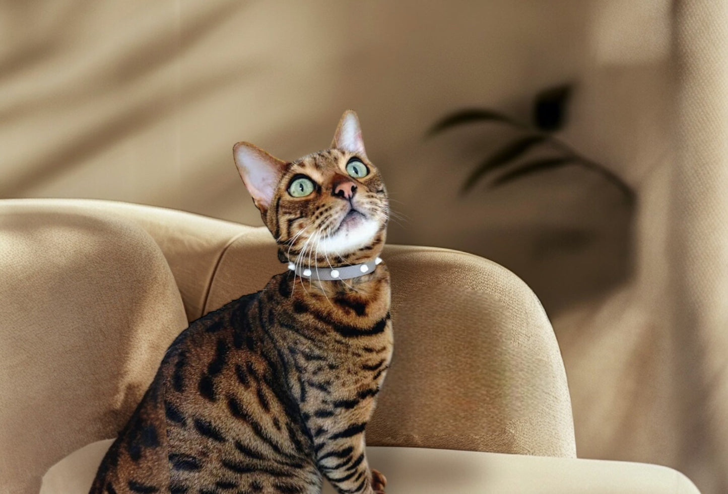 スタッズ首輪｜グレージュ×ホワイト | 本革 おしゃれな猫首輪