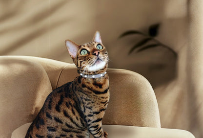 スタッズ首輪｜グレージュ×ホワイト | 本革 おしゃれな猫首輪